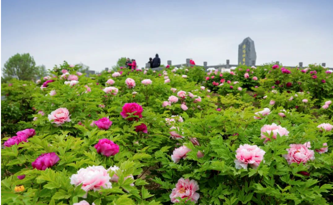 陪客戶(hù)來(lái)洛陽(yáng)看牡丹(圖1)